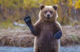 نجات دو توله خرس سرگردان از منطقه شکار ممنوع کوه خرسی مرودشت
