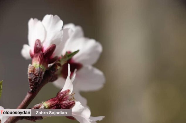 رخ نمایی شکوفه های بهاری در سیدان